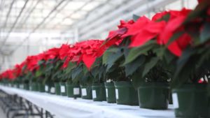 Poinsettia Varieties That Can Help Growers Be on Point in 2021