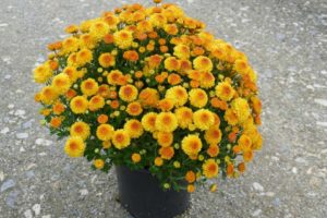 Mum 'Hailey Gold Improved' (Syngenta Flowers, Youngs Plant Farm)