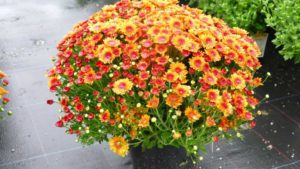 Four Grower Mum Variety Favorites From 2020