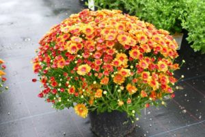 Mum 'Lively Red Bicolor' (Dümmen Orange, Youngs Plant Farm)