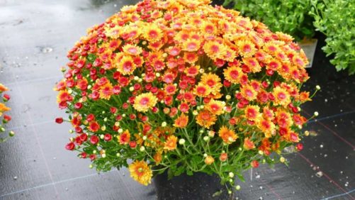 Four Grower Mum Variety Favorites From 2020