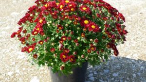 Industry Leaders Propose National Floral Marketing Promotion