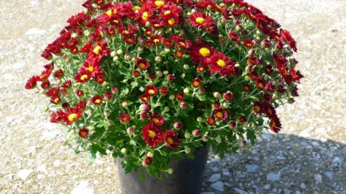 Industry Leaders Propose National Floral Marketing Promotion