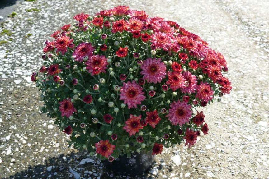 Mum 'Strawberry Ice Pink' (Dümmen Orange, Mast Young Plants)