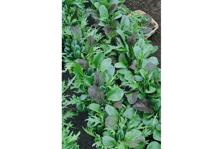 Mustard Braising Mix (Seeds By Design)