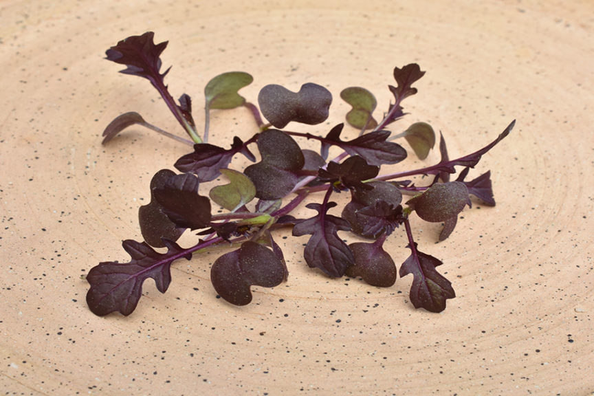 Mustard ‘Miz America’ (Sakata Seed America)