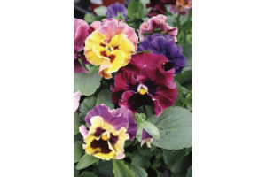 Pansy (Garden of Joy)