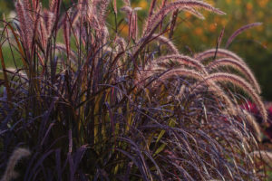 Pennisetum (Quiet Gardens)