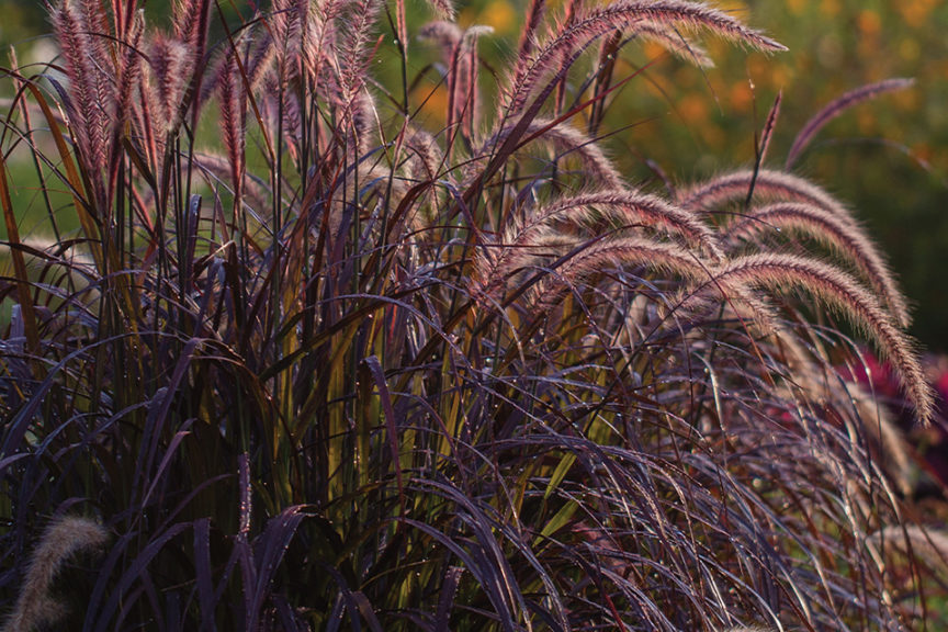 Pennisetum (Quiet Gardens)