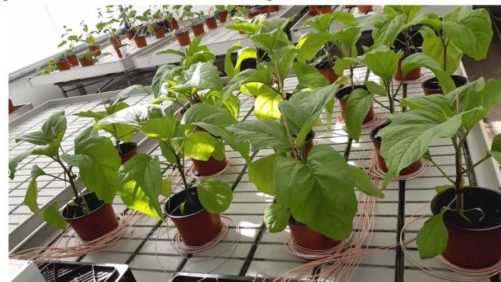 Are Your Plants Hungry or Thirsty? New Tech Helps You Tap In