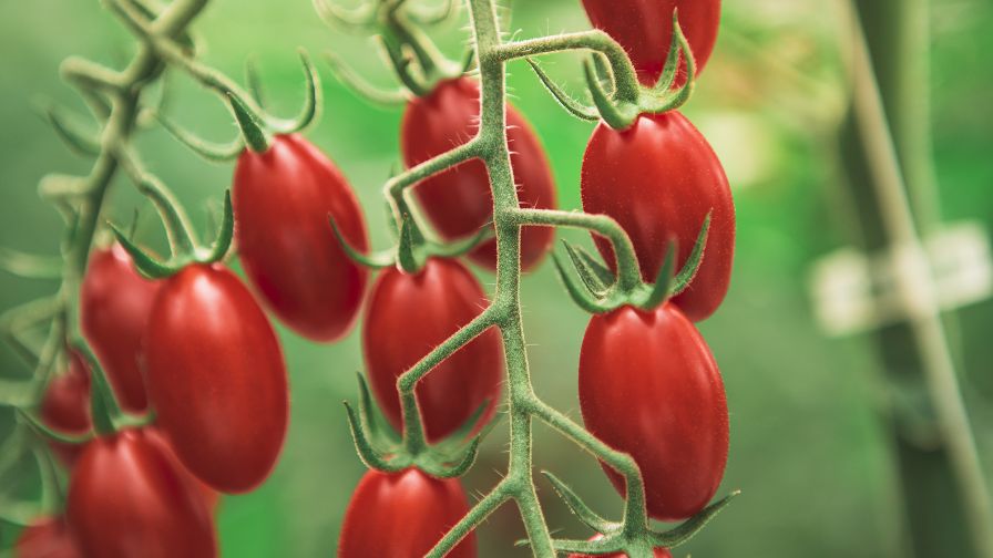 Pure Flavor Cloud 9 Tomato organic greenhouse vegetables