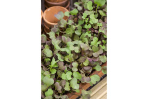 Radish ‘Sango’ (Seeds By Design)