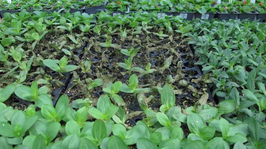 Zinnia infected with Rhizoctonia
