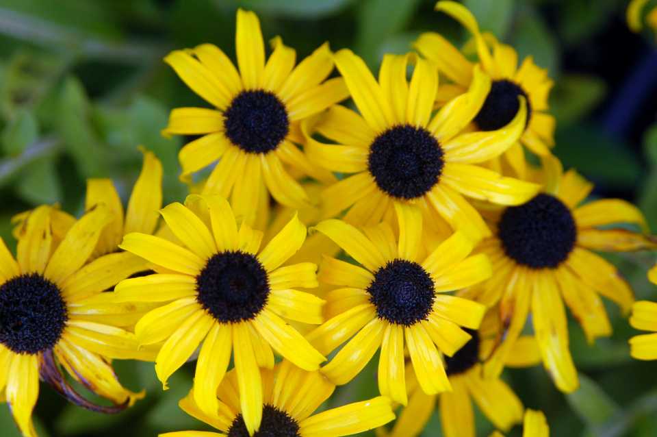 Rudbeckia American Gold Rush (All-America Selections)