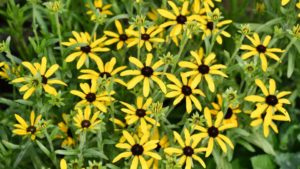 Get to Know the Speakers at the Perennial Plant Symposium