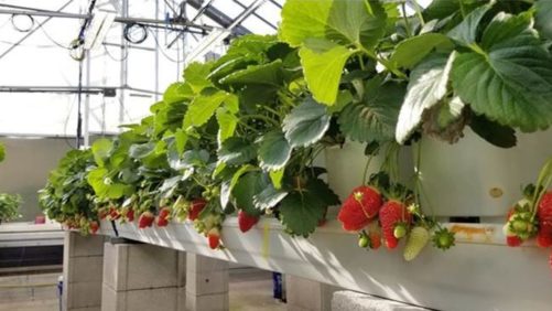 Ohio State Hosting Virtual Soilless Strawberry School