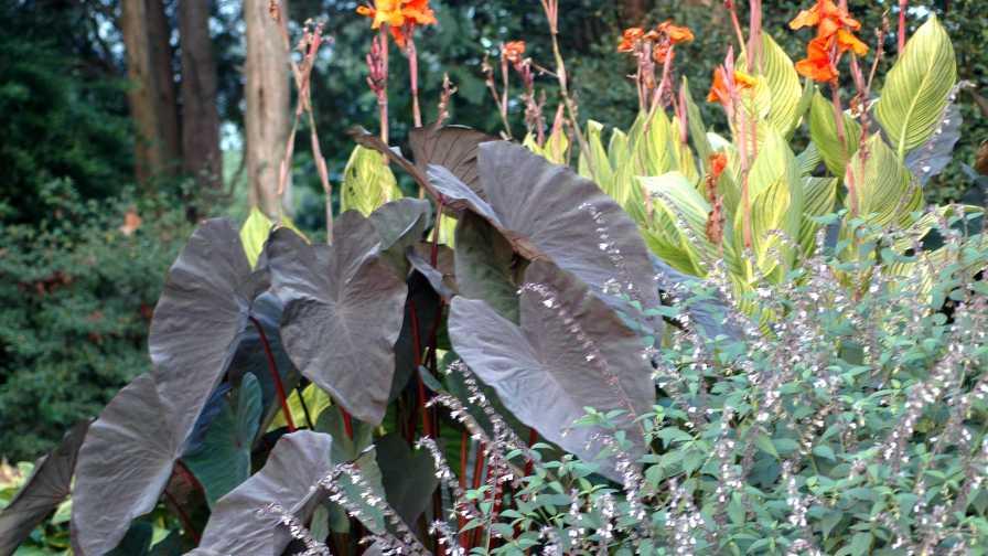 Taro (Alocasia) with Cannas and Salvia