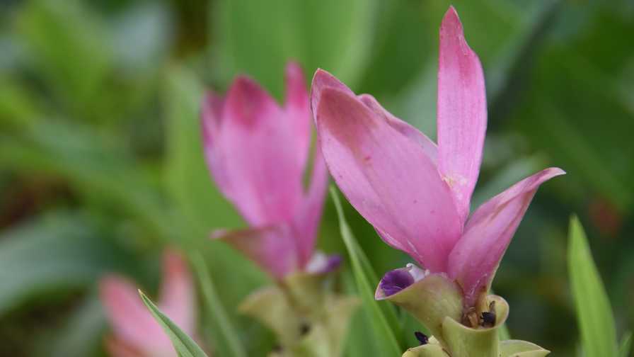 Siam tulip