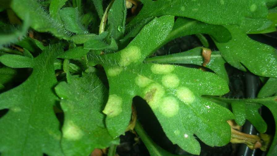Early smut symptoms on blanketflower and hepaticum