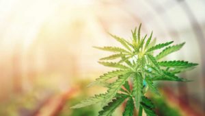Clean Crop Solutions Works To Grow Its Product Reach