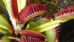 Just When You Think Venus Flytraps Couldn’t Be More Weird
