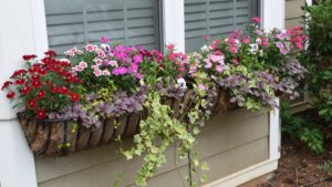 How Greenhouse Growers Can Keep the Momentum Growing in 2021
