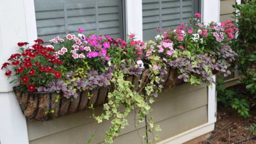How Greenhouse Growers Can Keep the Momentum Growing in 2021