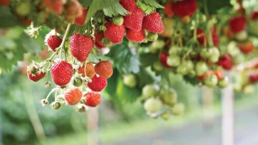 Indoor Blueberry and Caneberry Production Coming Soon