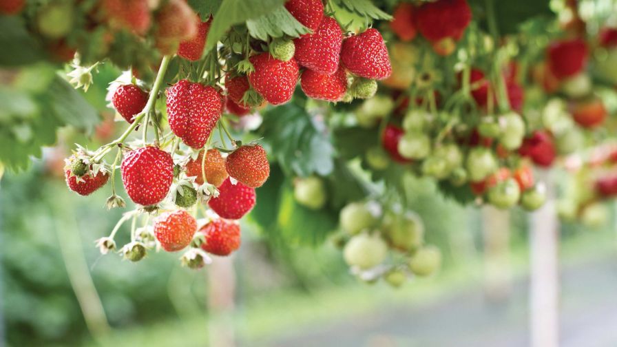 AeroFarms Berries Hortifrut