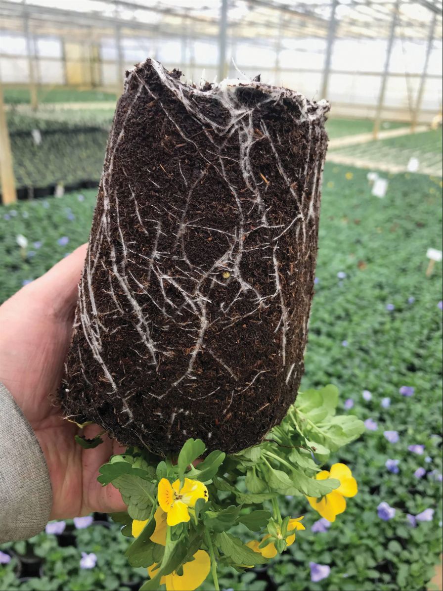 Bell Nursery Water Management