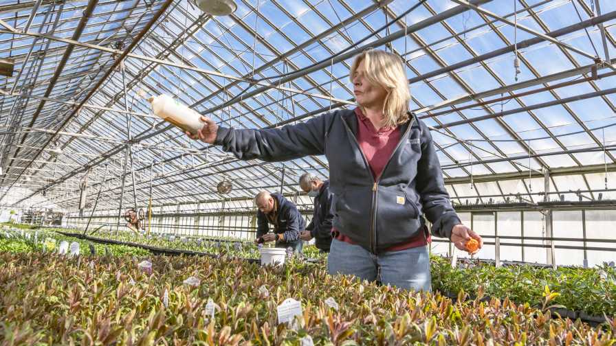 Laura Buck applying biocontrol at Creek Hill Nursery