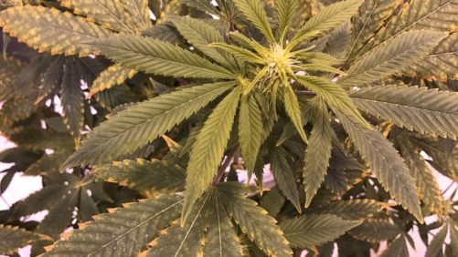 How to Use Sap Analysis for a More Comprehensive Cannabis Nutrient Monitoring Program