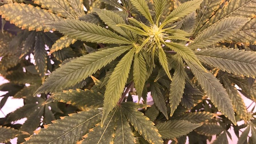 Cannabis Sap Analysis Web