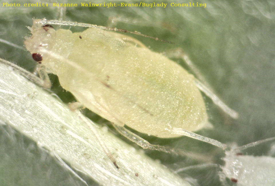 Cannabis aphid on Hemp suzanne wainwright