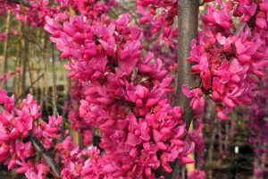 <i>Cercis canadensis</i> ‘Appalachian Red’ 