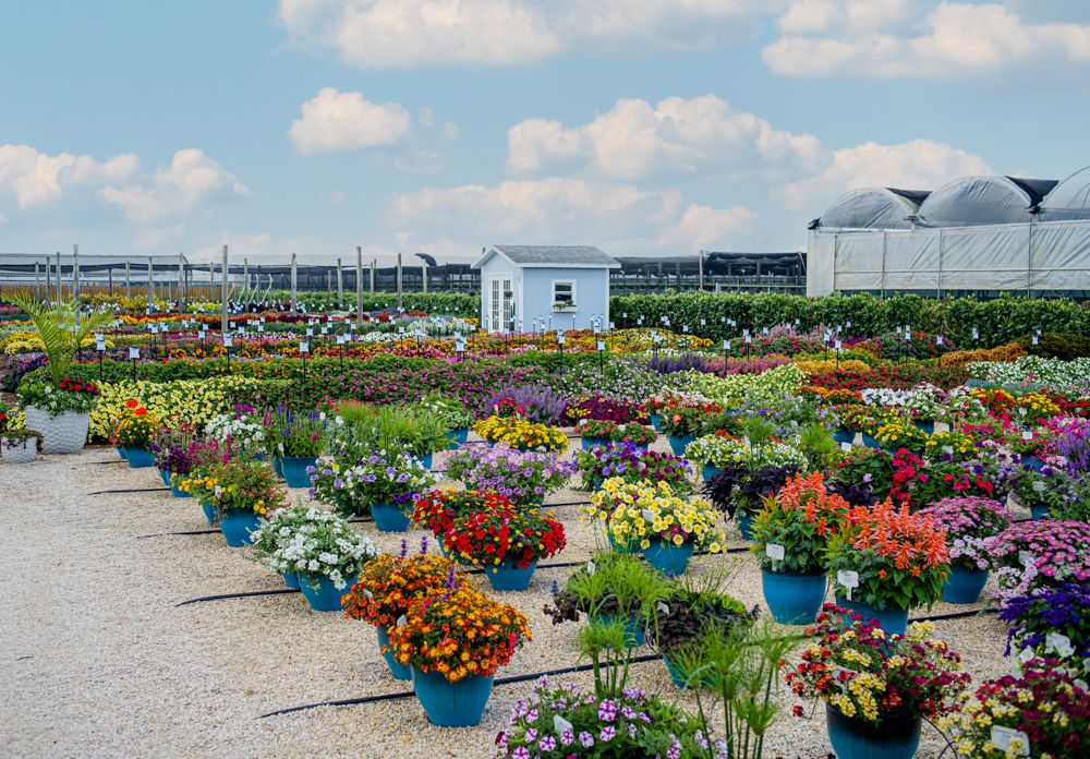Costa Farms Season Premiere 2021 Trial Garden-05340-Edit