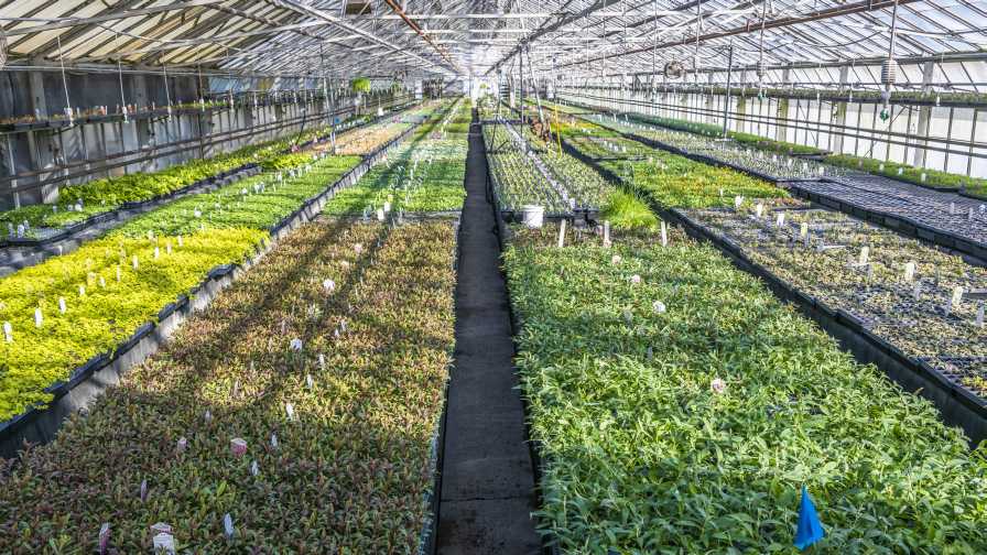 Creek Hill Nursery greenhouse biologicals education