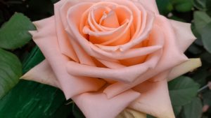 Danziger Adds Cut Roses to Its Portfolio