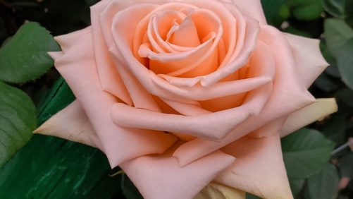 Danziger Adds Cut Roses to Its Portfolio