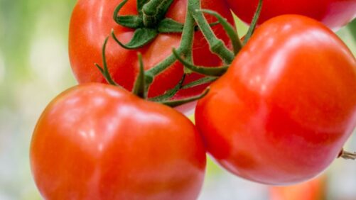 Ontario Greenhouse Grower Plans for Expansion