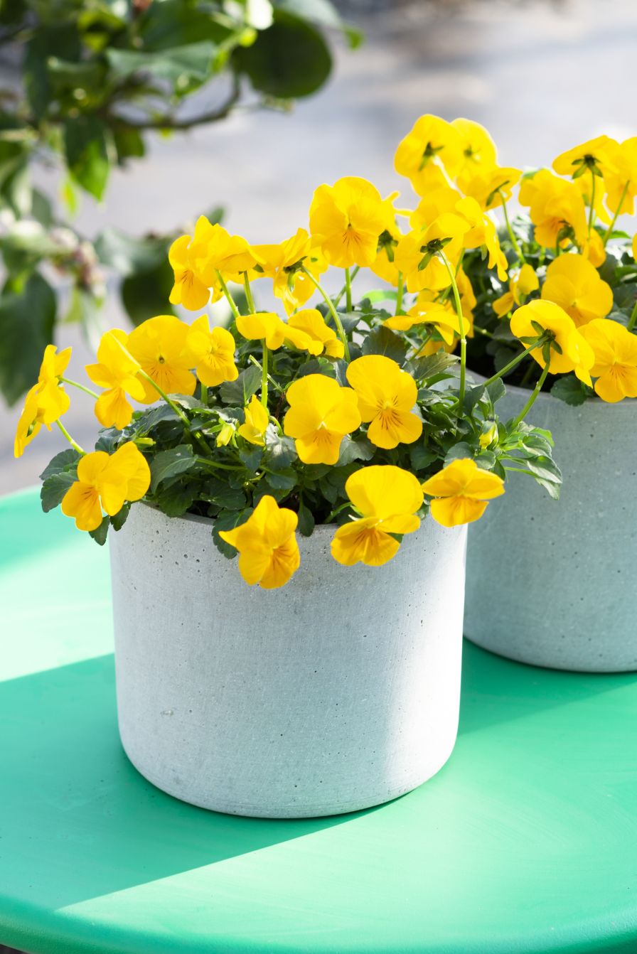 Deltini Series Syngenta Flowers violas