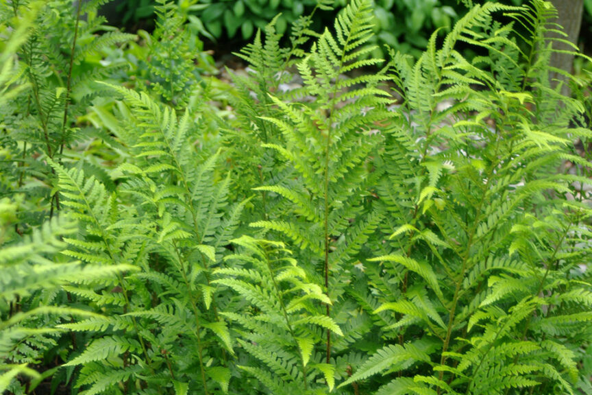 <i>Dryopteris x australis </i>