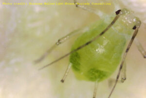 Foxglove aphid Aulacorthum solani suzanne wainwright