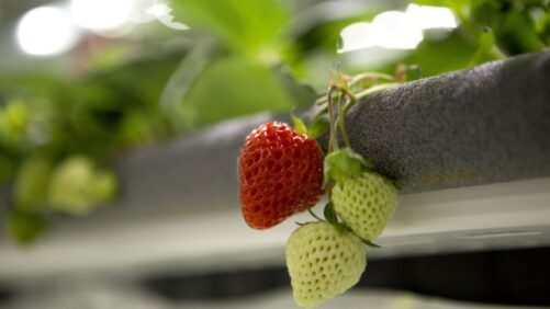 Vertical Strawberry Farm Set To Expand