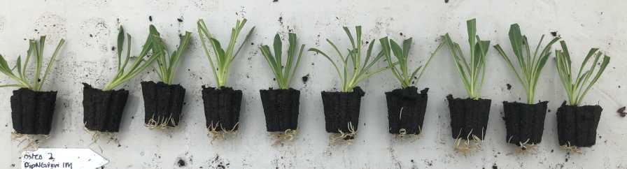 Osteospermum Dip N Grow trial