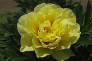 <i>Paeonia</i> ‘Bartzella’ 