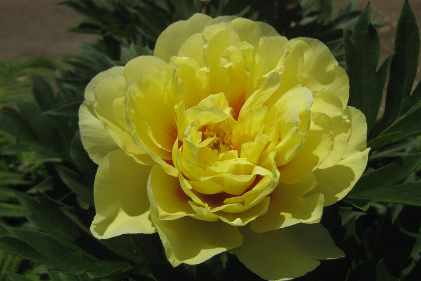 <i>Paeonia</i> ‘Bartzella’ 