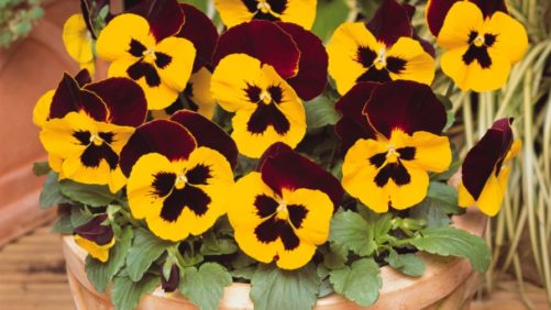A Plant Breeder Perspective on the Growing Market Shift from Pansies To Violas