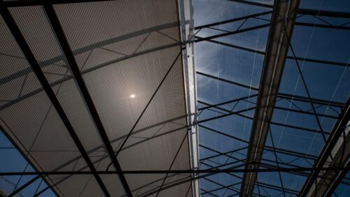 Optimizing Systems for Cannabis Greenhouses