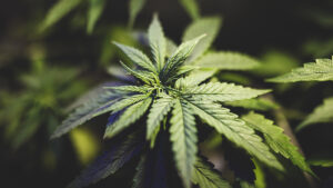 Cannabis Growers Dealing With a Range of Issues Heading Into 2022